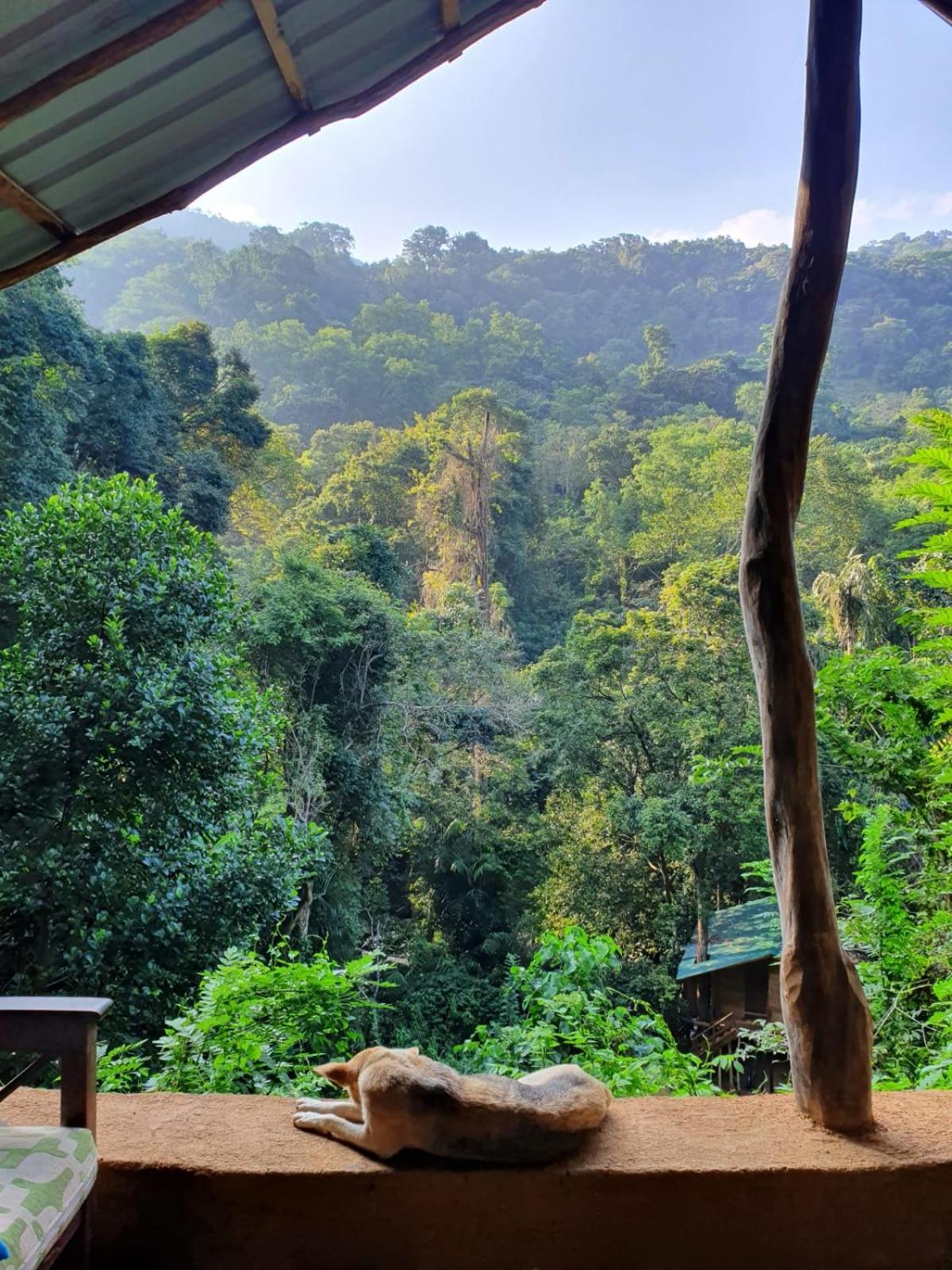 Chalet In The Jungle Pallegama Exteriör bild